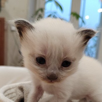 Artémis des Sacrés Breizh Femelle Sacré de Birmanie