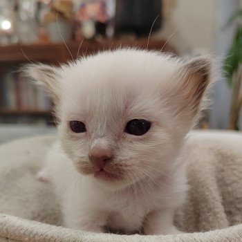 Athéna des Sacrés Breizh Femelle Sacré de Birmanie