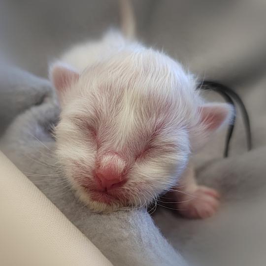 chaton Sacré de Birmanie Barnabé (noir) Élevage des Sacrés Breizh lilac point