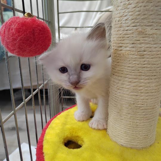 chaton Sacré de Birmanie Barnabé (noir) Élevage des Sacrés Breizh lilac point