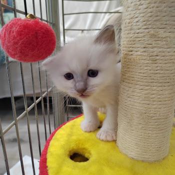 Barnabé (noir) des Sacrés Breizh Mâle Sacré de Birmanie