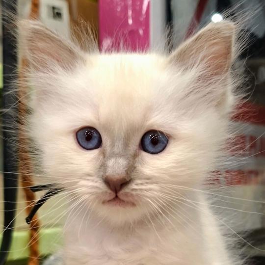chaton Sacré de Birmanie lilac point Barnabé (noir) Élevage des Sacrés Breizh lilac point