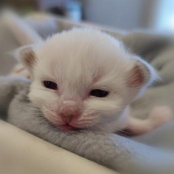 Betty des Sacrés Breizh Femelle Sacré de Birmanie