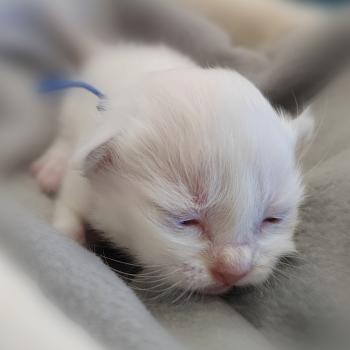 Boris (bleu foncé) des Sacrés Breizh Mâle Sacré de Birmanie