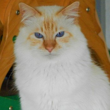 Chaton De Race A Vendre En Bretagne Chat Et Chaton Com