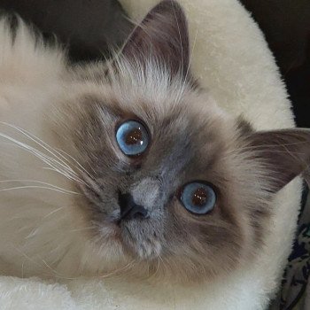 Umia des Sacrés Breizh Femelle Sacré de Birmanie