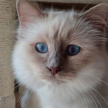 Uvéa des Sacrés Breizh Femelle Sacré de Birmanie