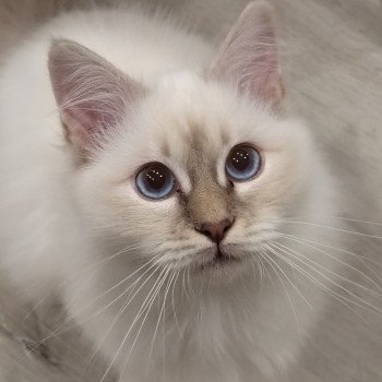 Ysis des Sacrés Breizh Femelle Sacré de Birmanie