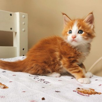 Chats Roux A Vendre Chat Et Chaton Com