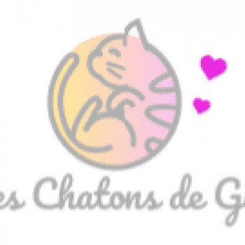 Les Chatons de Gigi