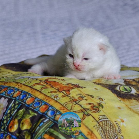 chaton British Shorthair & blanc Alaska Chatterie du Val de Brenne white 