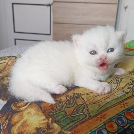 chaton British Longhair white Alaska Chatterie du Val de Brenne white 