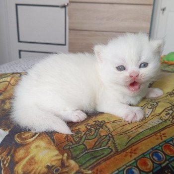 Alaska Du Val de Brenne Femelle British Longhair