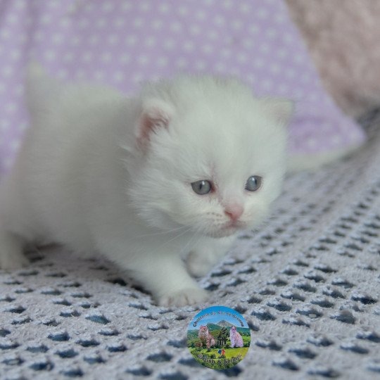 chaton British Longhair white Alaska Chatterie du Val de Brenne white 