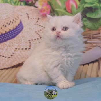 Alaska Du Val de Brenne Femelle British Longhair