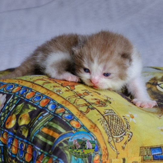 chaton British Shorthair cinnamon smoke & blanc Arow Chatterie du Val de Brenne cinnamon smoke bicolor