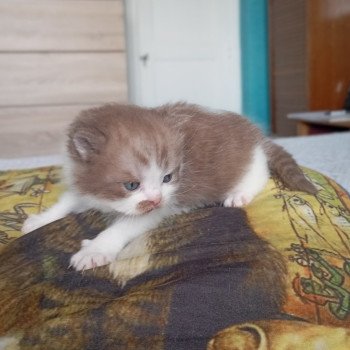 Arow Du Val de Brenne Mâle British Longhair
