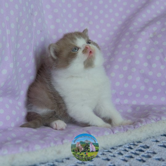 chaton British Longhair cinnamon smoke bicolor Arow Chatterie du Val de Brenne cinnamon smoke bicolor