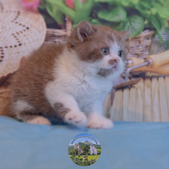 chaton British Longhair cinnamon smoke bicolor Arow Chatterie du Val de Brenne cinnamon smoke bicolor