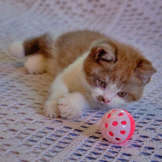 chaton British Shorthair cinnamon smoke bicolor Arow Chatterie du Val de Brenne cinnamon smoke bicolor