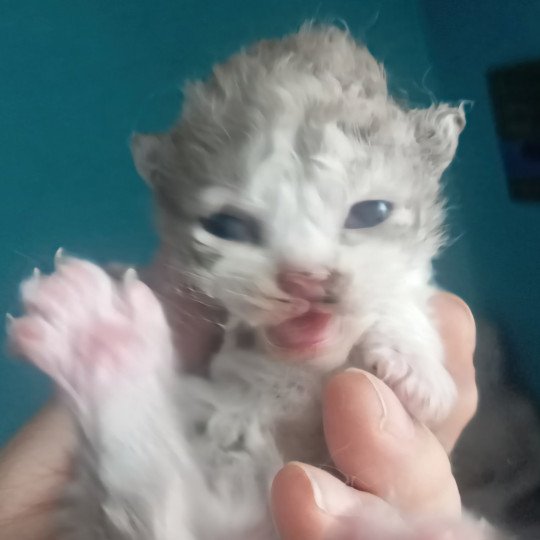 chaton Selkirk Rex Longhair cinnamon & blanc Arès Chatterie du Val de Brenne cinnamon & blanc