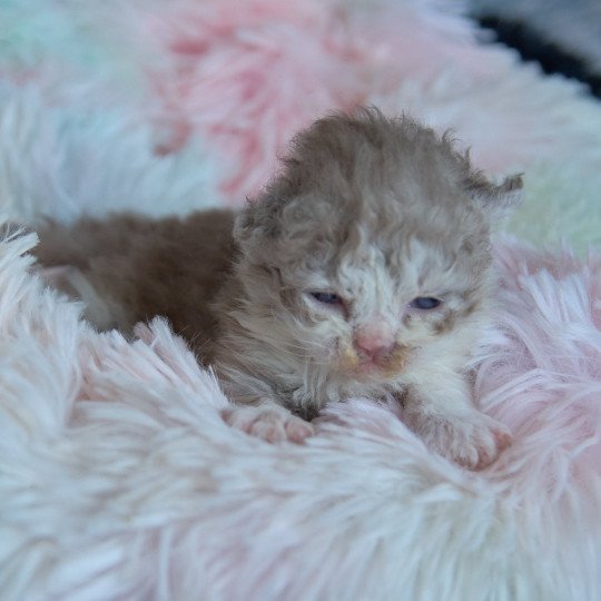 chaton Selkirk Rex Longhair cinnamon & blanc Arès Chatterie du Val de Brenne cinnamon & blanc