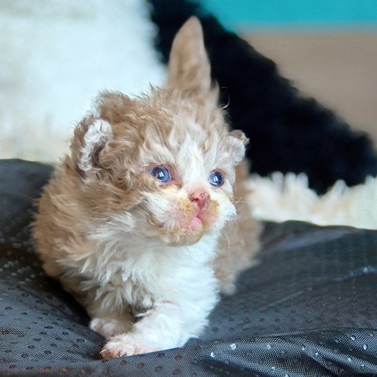 chaton Selkirk Rex Longhair cinnamon & blanc Arès Chatterie du Val de Brenne cinnamon & blanc