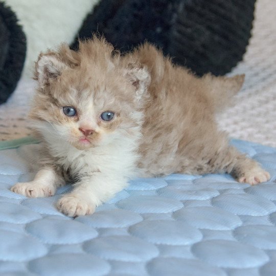 chaton Selkirk Rex Longhair cinnamon & blanc Arès Chatterie du Val de Brenne cinnamon & blanc