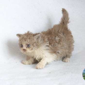 Arès Du Val de Brenne Mâle Selkirk Rex Longhair
