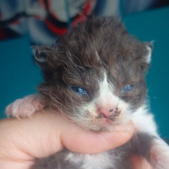 chaton Selkirk Rex Longhair chocolate & blanc Arwen Chatterie du Val de Brenne chocolate & blanc