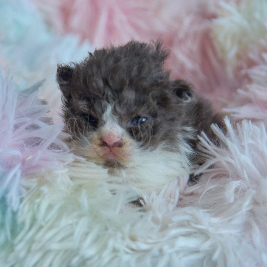 chaton Selkirk Rex Longhair chocolate & blanc Arwen Chatterie du Val de Brenne chocolate & blanc