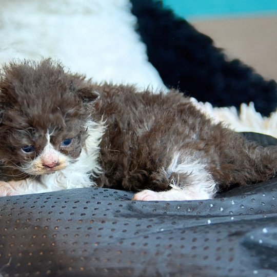 chaton Selkirk Rex Longhair chocolate & blanc Arwen Chatterie du Val de Brenne chocolate & blanc