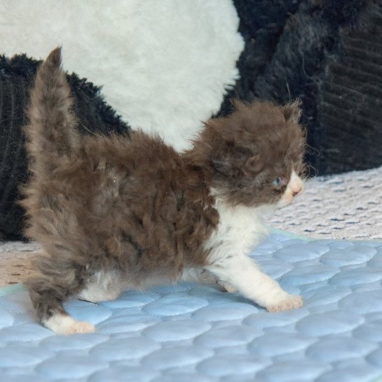 chaton Selkirk Rex Longhair chocolate & blanc Arwen Chatterie du Val de Brenne chocolate & blanc