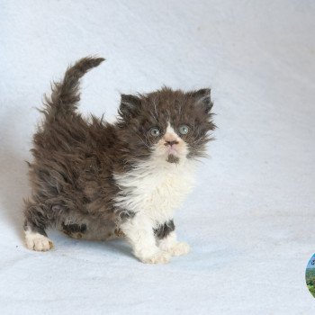 Arwen Du Val de Brenne Femelle Selkirk Rex Longhair