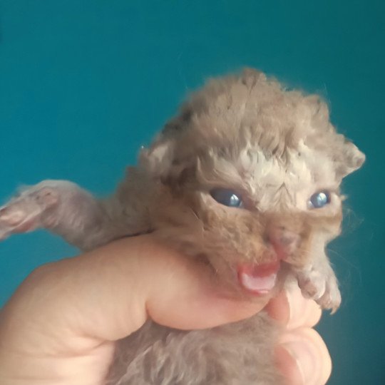 chaton Selkirk Rex Longhair cinnamon smoke Aslan Chatterie du Val de Brenne cinnamon smoke 
