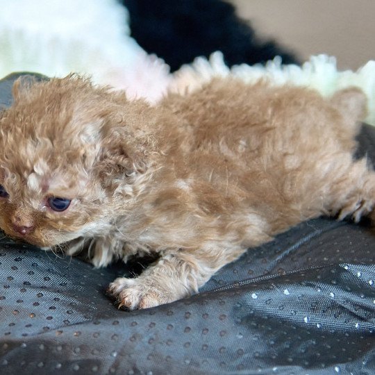 chaton Selkirk Rex Longhair cinnamon smoke Aslan Chatterie du Val de Brenne cinnamon smoke 