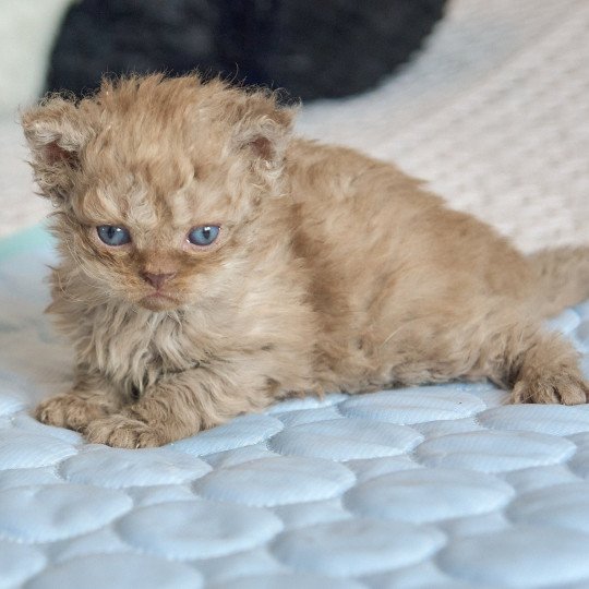chaton Selkirk Rex Longhair cinnamon smoke Aslan Chatterie du Val de Brenne cinnamon smoke 