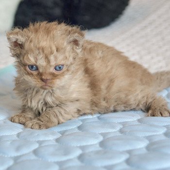 Aslan Du Val de Brenne Mâle Selkirk Rex Longhair