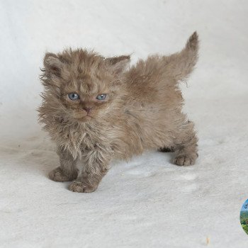Aslan Du Val de Brenne Mâle Selkirk Rex Longhair