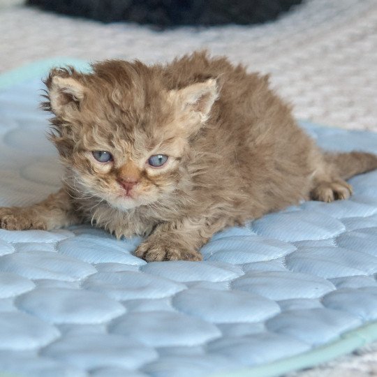 chaton Selkirk Rex Longhair cinnamon smoke Athos Chatterie du Val de Brenne cinnamon smoke 