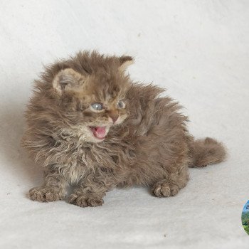 Athos Du Val de Brenne Mâle Selkirk Rex Longhair
