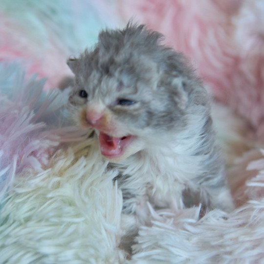 chaton Selkirk Rex Longhair blue smoke bicolor Atlas Chatterie du Val de Brenne blue smoke bicolor