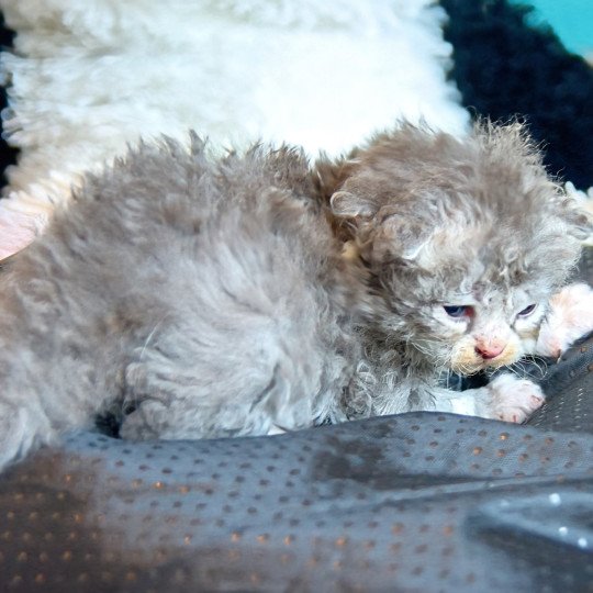 chaton Selkirk Rex Longhair blue smoke bicolor Atlas Chatterie du Val de Brenne blue smoke bicolor
