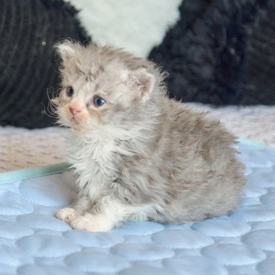 chaton Selkirk Rex Longhair blue smoke bicolor Atlas Chatterie du Val de Brenne blue smoke bicolor