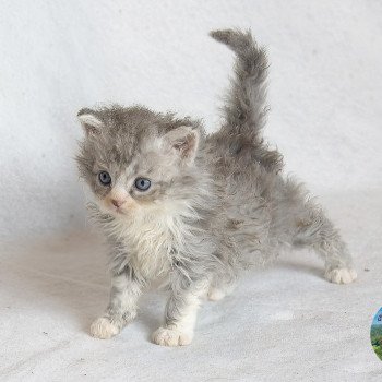 Atlas Du Val de Brenne Mâle Selkirk Rex Longhair