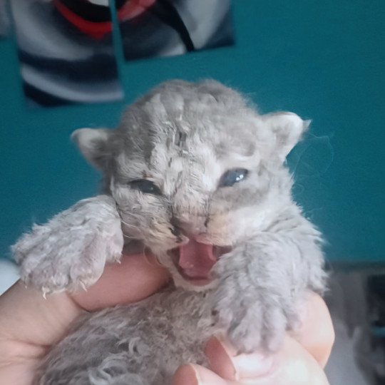 chaton Selkirk Rex Longhair blue smoke Azur Chatterie du Val de Brenne blue smoke 