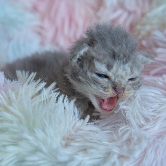 chaton Selkirk Rex Longhair blue smoke Azur Chatterie du Val de Brenne blue smoke 