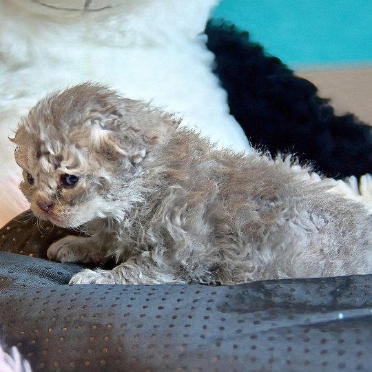 chaton Selkirk Rex Longhair blue smoke Azur Chatterie du Val de Brenne blue smoke 