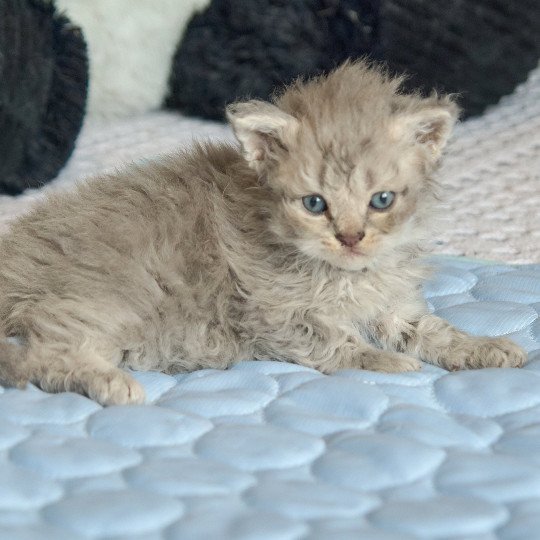 chaton Selkirk Rex Longhair blue smoke Azur Chatterie du Val de Brenne blue smoke 