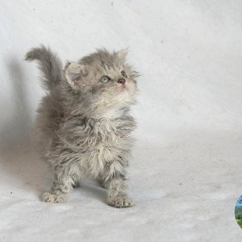 Azur Du Val de Brenne Mâle Selkirk Rex Longhair
